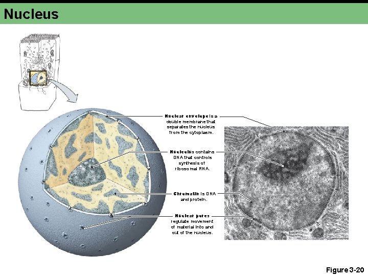 Nucleus Nuclear envelope is a double membrane that separates the nucleus from the cytoplasm.