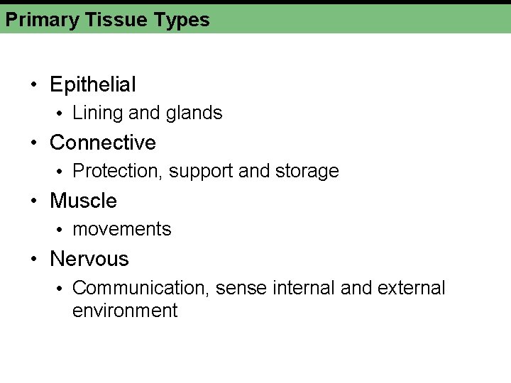Primary Tissue Types • Epithelial • Lining and glands • Connective • Protection, support