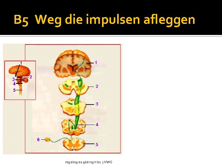 B 5 Weg die impulsen afleggen regeling en gedrag Klas 3 VWO 