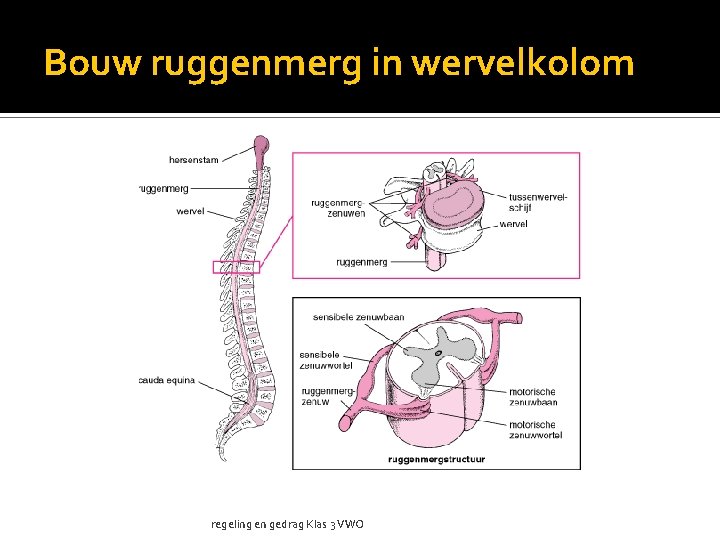 Bouw ruggenmerg in wervelkolom regeling en gedrag Klas 3 VWO 