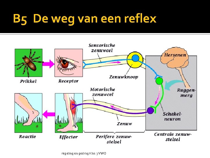 B 5 De weg van een reflex regeling en gedrag Klas 3 VWO 