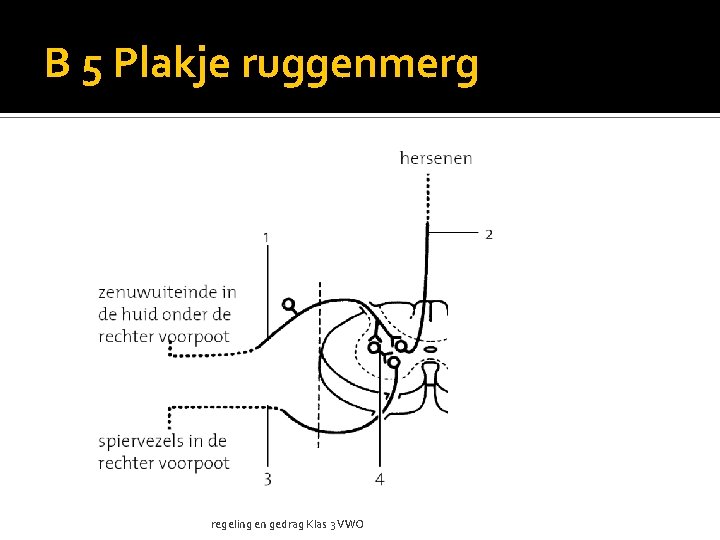 B 5 Plakje ruggenmerg regeling en gedrag Klas 3 VWO 