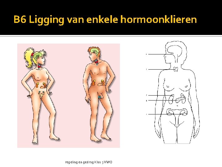 B 6 Ligging van enkele hormoonklieren regeling en gedrag Klas 3 VWO 