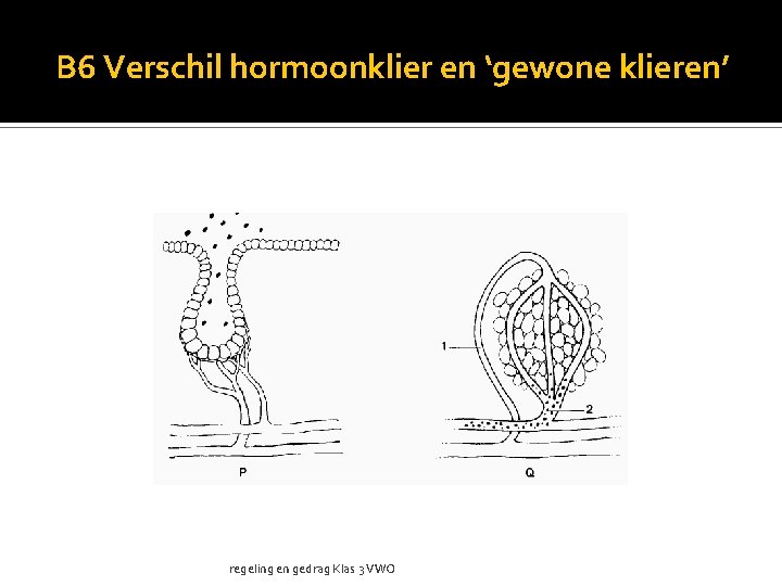 B 6 Verschil hormoonklier en ‘gewone klieren’ regeling en gedrag Klas 3 VWO 