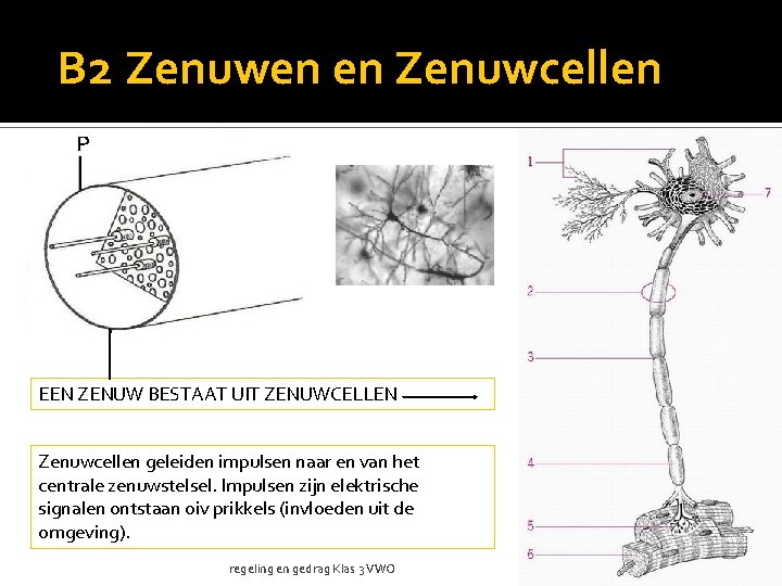 B 2 Zenuwen en Zenuwcellen EEN ZENUW BESTAAT UIT ZENUWCELLEN Zenuwcellen geleiden impulsen naar