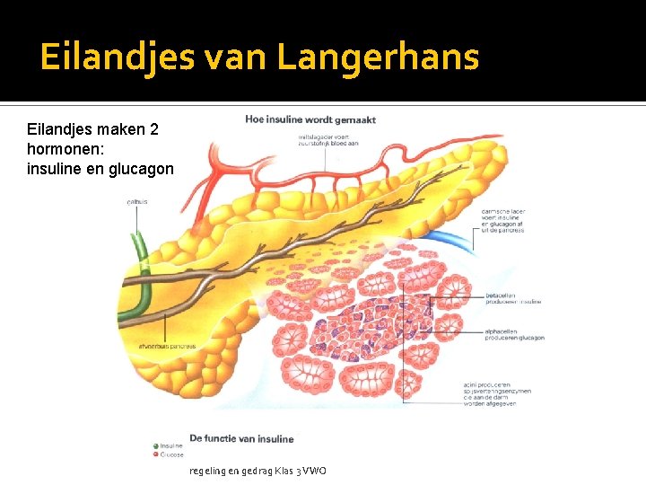 Eilandjes van Langerhans Eilandjes maken 2 hormonen: insuline en glucagon regeling en gedrag Klas
