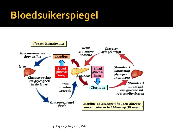 Bloedsuikerspiegel regeling en gedrag Klas 3 VWO 