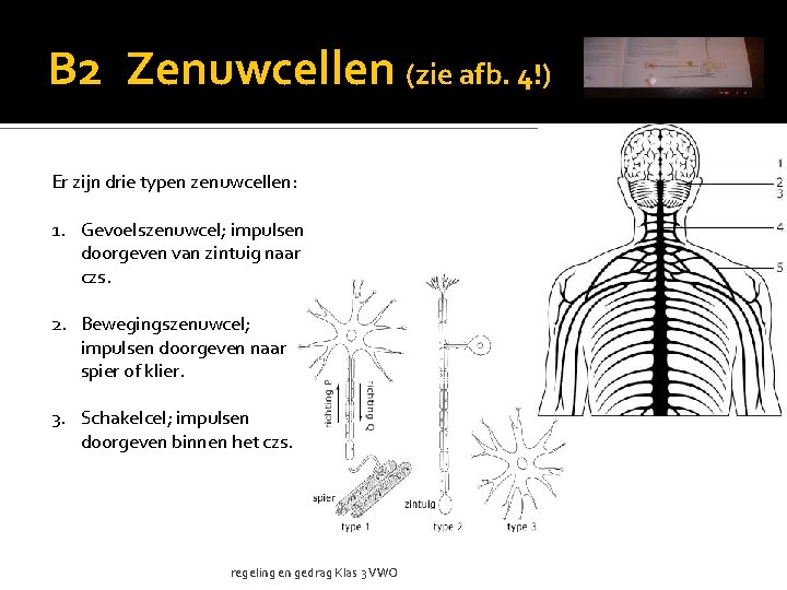 B 2 Zenuwcellen (zie afb. 4!) Er zijn drie typen zenuwcellen: 1. Gevoelszenuwcel; impulsen