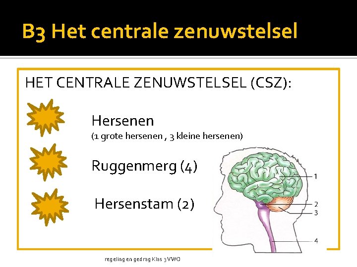 B 3 Het centrale zenuwstelsel HET CENTRALE ZENUWSTELSEL (CSZ): Hersenen (1 grote hersenen ,