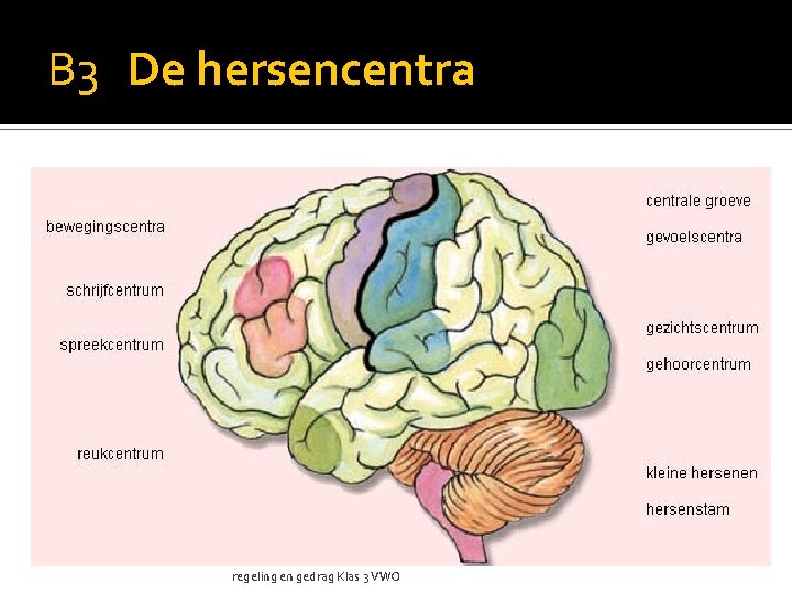 B 3 De hersencentra regeling en gedrag Klas 3 VWO 