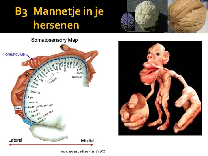 B 3 Mannetje in je hersenen regeling en gedrag Klas 3 VWO 