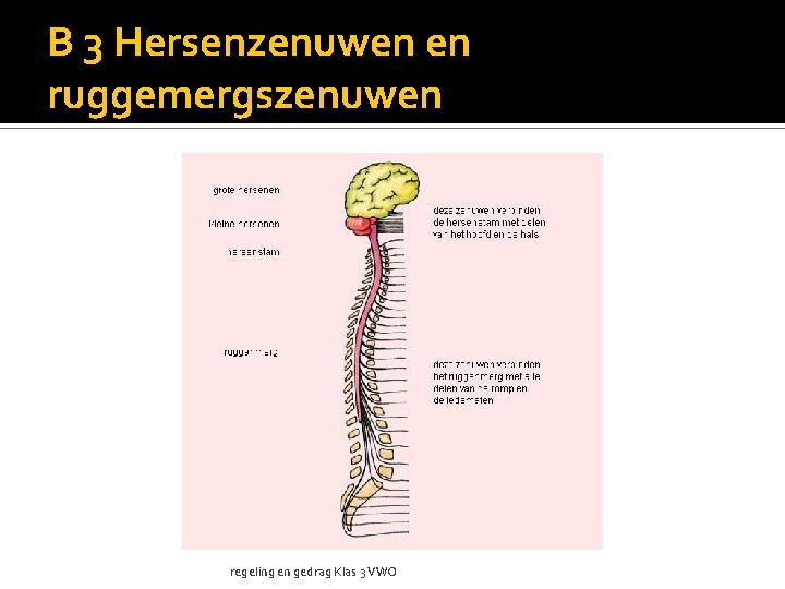 B 3 Hersenzenuwen en ruggemergszenuwen regeling en gedrag Klas 3 VWO 