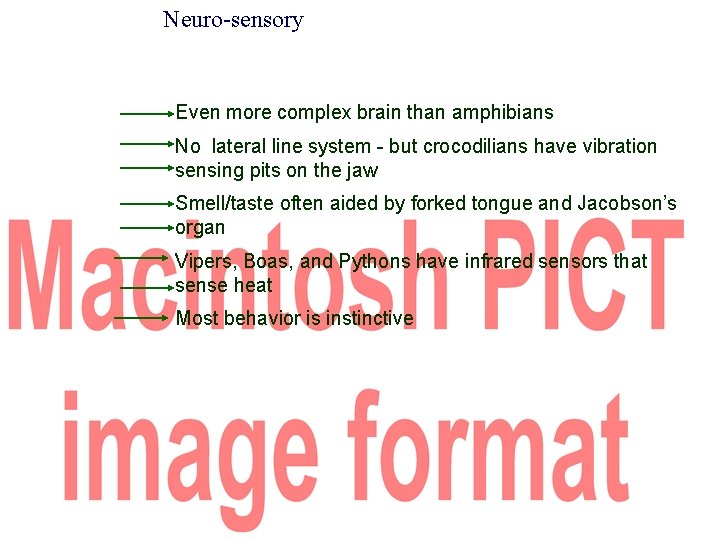 Neuro-sensory Even more complex brain than amphibians No lateral line system - but crocodilians
