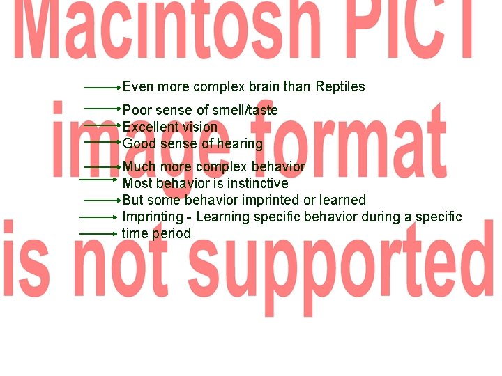 Even more complex brain than Reptiles Poor sense of smell/taste Excellent vision Good sense