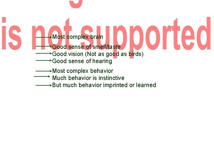 Most complex brain Good sense of smell/taste Good vision (Not as good as birds)