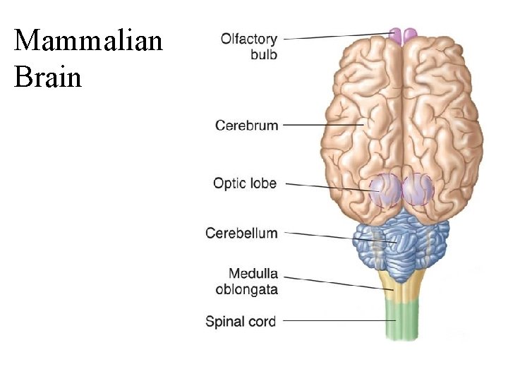 Mammalian Brain 