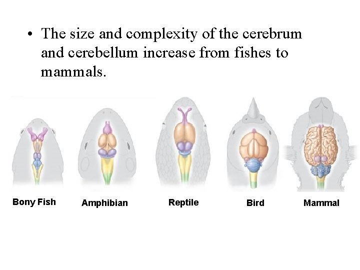 • The size and complexity of the cerebrum and cerebellum increase from fishes