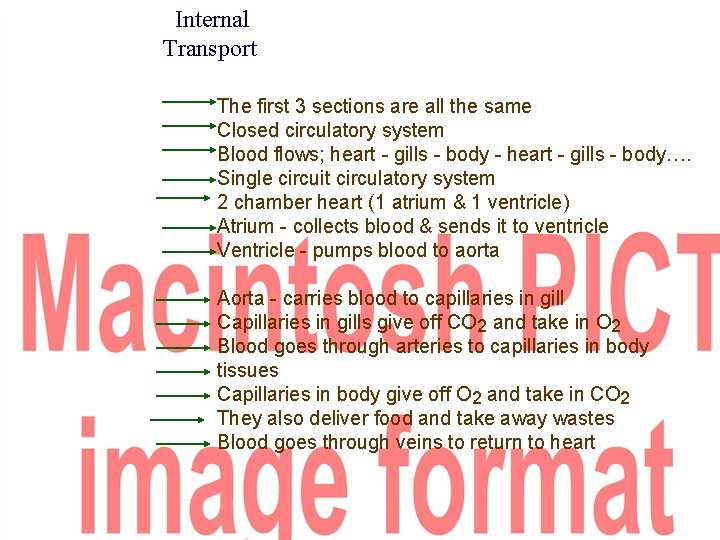 Internal Transport The first 3 sections are all the same Closed circulatory system Blood