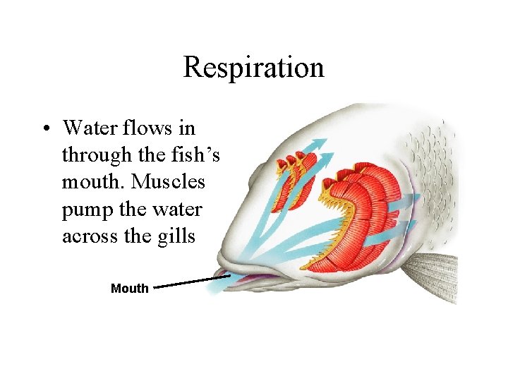 Respiration • Water flows in through the fish’s mouth. Muscles pump the water across