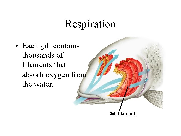 Respiration • Each gill contains thousands of filaments that absorb oxygen from the water.