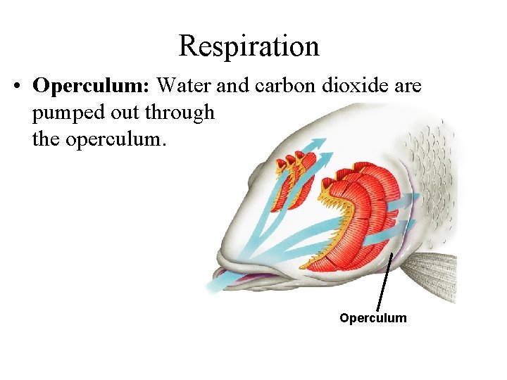 Respiration • Operculum: Water and carbon dioxide are pumped out through the operculum. Operculum