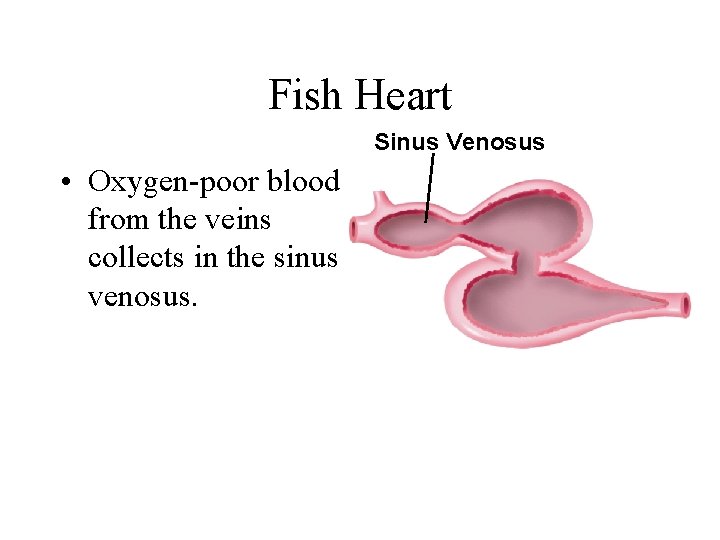Fish Heart Sinus Venosus • Oxygen-poor blood from the veins collects in the sinus