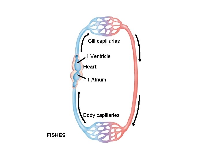 Gill capillaries 1 Ventricle Heart 1 Atrium Body capillaries FISHES 