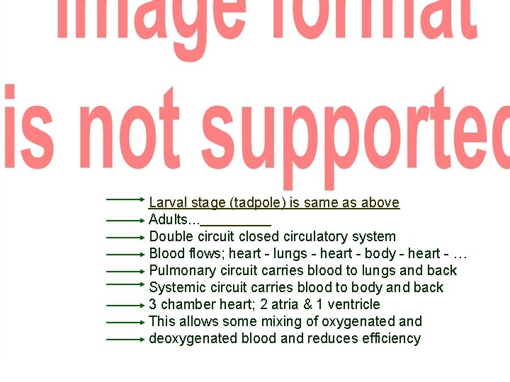 Larval stage (tadpole) is same as above Adults. . . Double circuit closed circulatory