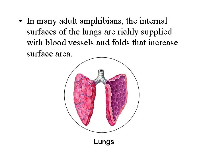  • In many adult amphibians, the internal surfaces of the lungs are richly