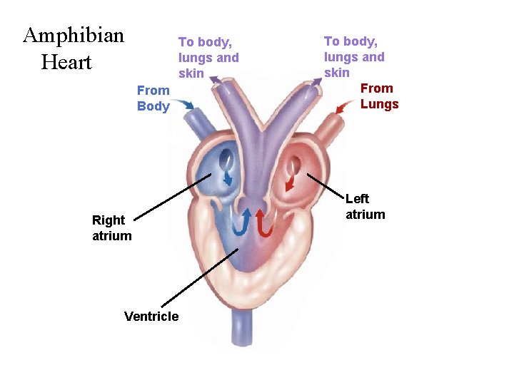 Amphibian Heart To body, lungs and skin From Body Right atrium Ventricle To body,