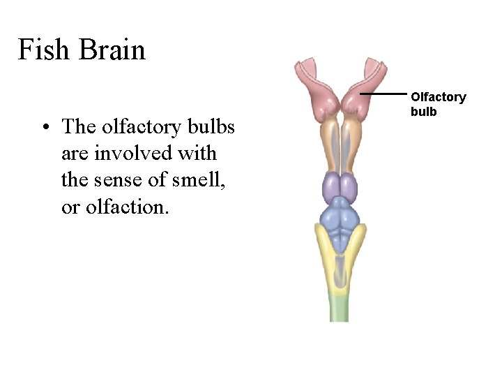 Fish Brain • The olfactory bulbs are involved with the sense of smell, or