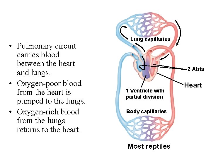  • Pulmonary circuit carries blood between the heart and lungs. • Oxygen-poor blood