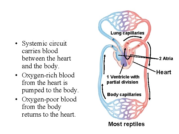 Lung capillaries • Systemic circuit carries blood between the heart and the body. •