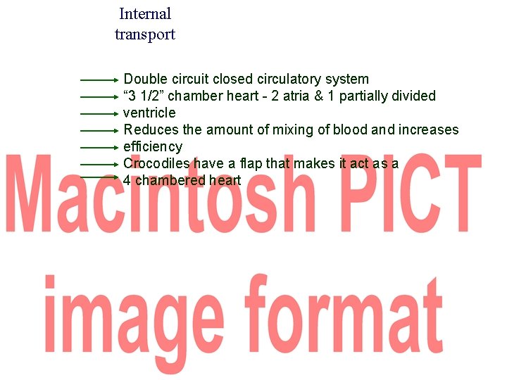 Internal transport Double circuit closed circulatory system “ 3 1/2” chamber heart - 2
