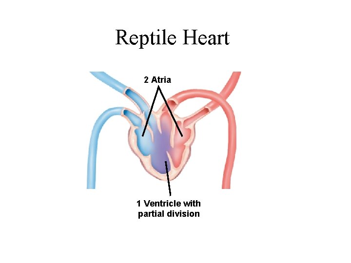 Reptile Heart 2 Atria 1 Ventricle with partial division 