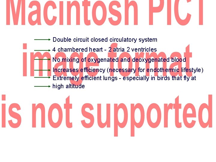 Double circuit closed circulatory system 4 chambered heart - 2 atria 2 ventricles No