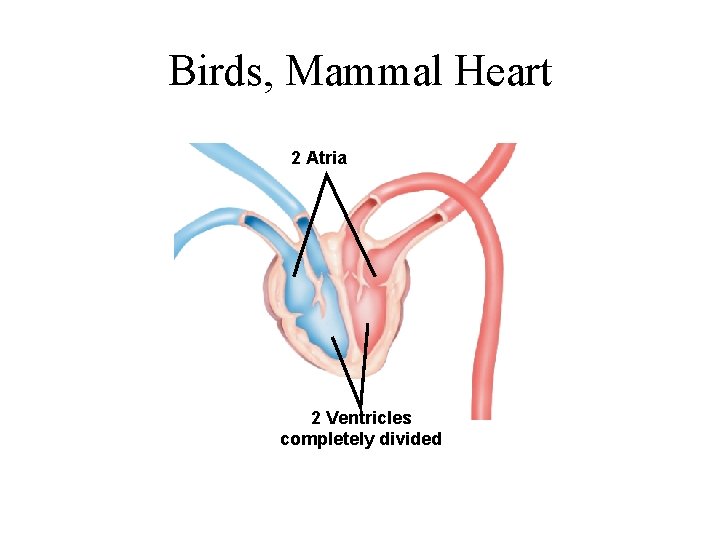 Birds, Mammal Heart 2 Atria 2 Ventricles completely divided 