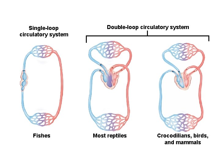 Single-loop circulatory system Fishes Double-loop circulatory system Most reptiles Crocodilians, birds, and mammals 