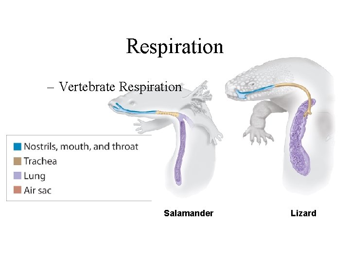 Respiration – Vertebrate Respiration Salamander Lizard 