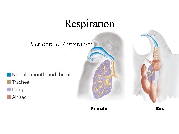Respiration – Vertebrate Respiration Primate Bird 