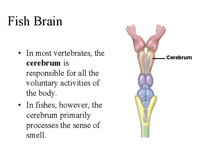 Fish Brain • In most vertebrates, the cerebrum is responsible for all the voluntary