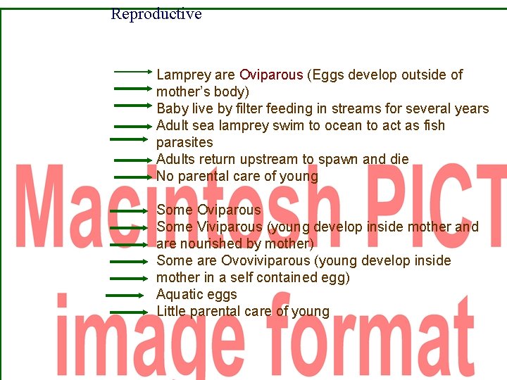 Reproductive Lamprey are Oviparous (Eggs develop outside of mother’s body) Baby live by filter