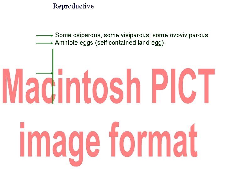 Reproductive Some oviparous, some viviparous, some ovoviviparous Amniote eggs (self contained land egg) 