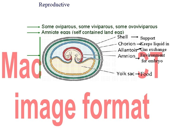 Reproductive Some oviparous, some viviparous, some ovoviviparous Amniote eggs (self contained land egg) Support