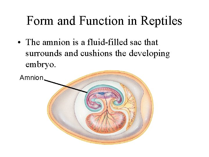 Form and Function in Reptiles • The amnion is a fluid-filled sac that surrounds