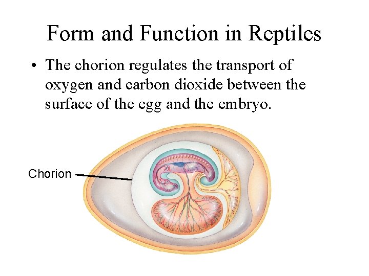 Form and Function in Reptiles • The chorion regulates the transport of oxygen and