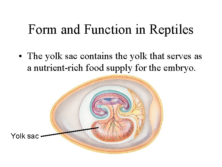 Form and Function in Reptiles • The yolk sac contains the yolk that serves