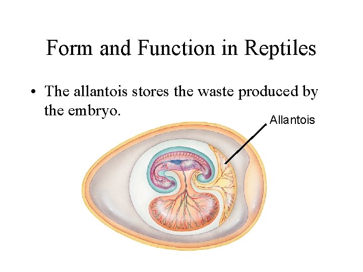 Form and Function in Reptiles • The allantois stores the waste produced by the