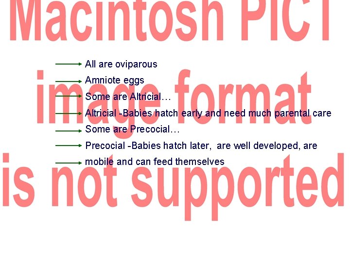 All are oviparous Amniote eggs Some are Altricial… Altricial -Babies hatch early and need