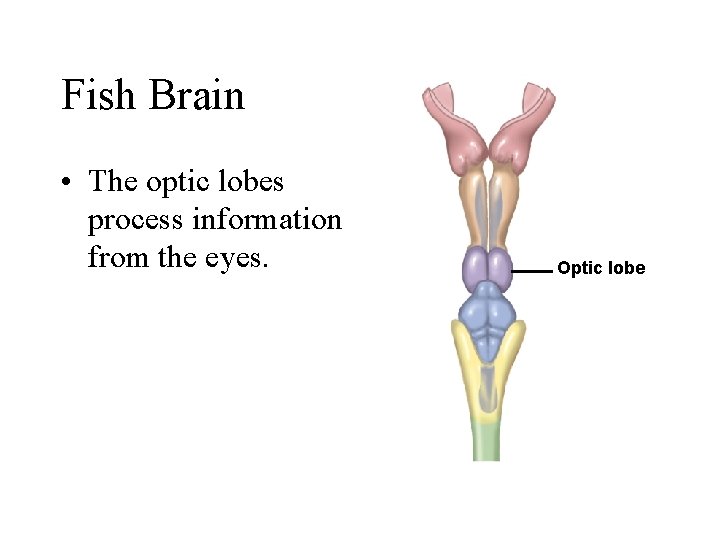 Fish Brain • The optic lobes process information from the eyes. Optic lobe 